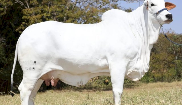 Con bò đắt nhất thế giới phá kỷ lục của chính mình  - Ảnh 1.