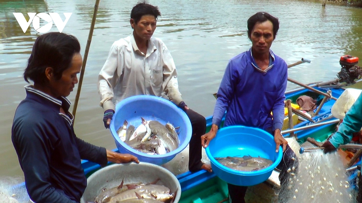 Nghề săn cá vồ chó của người dân Cà Mau - Ảnh 3.