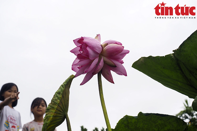 &quot;Tịnh Đế liên&quot;, có duyên mới gặp... - Ảnh 5.