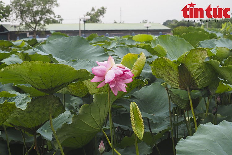 &quot;Tịnh Đế liên&quot;, có duyên mới gặp... - Ảnh 2.