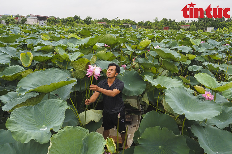 &quot;Tịnh Đế liên&quot;, có duyên mới gặp... - Ảnh 1.