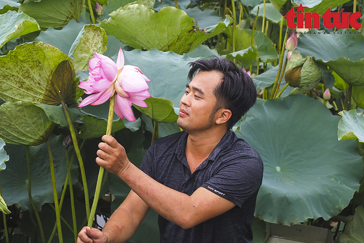 &quot;Tịnh Đế liên&quot;, có duyên mới gặp... - Ảnh 4.