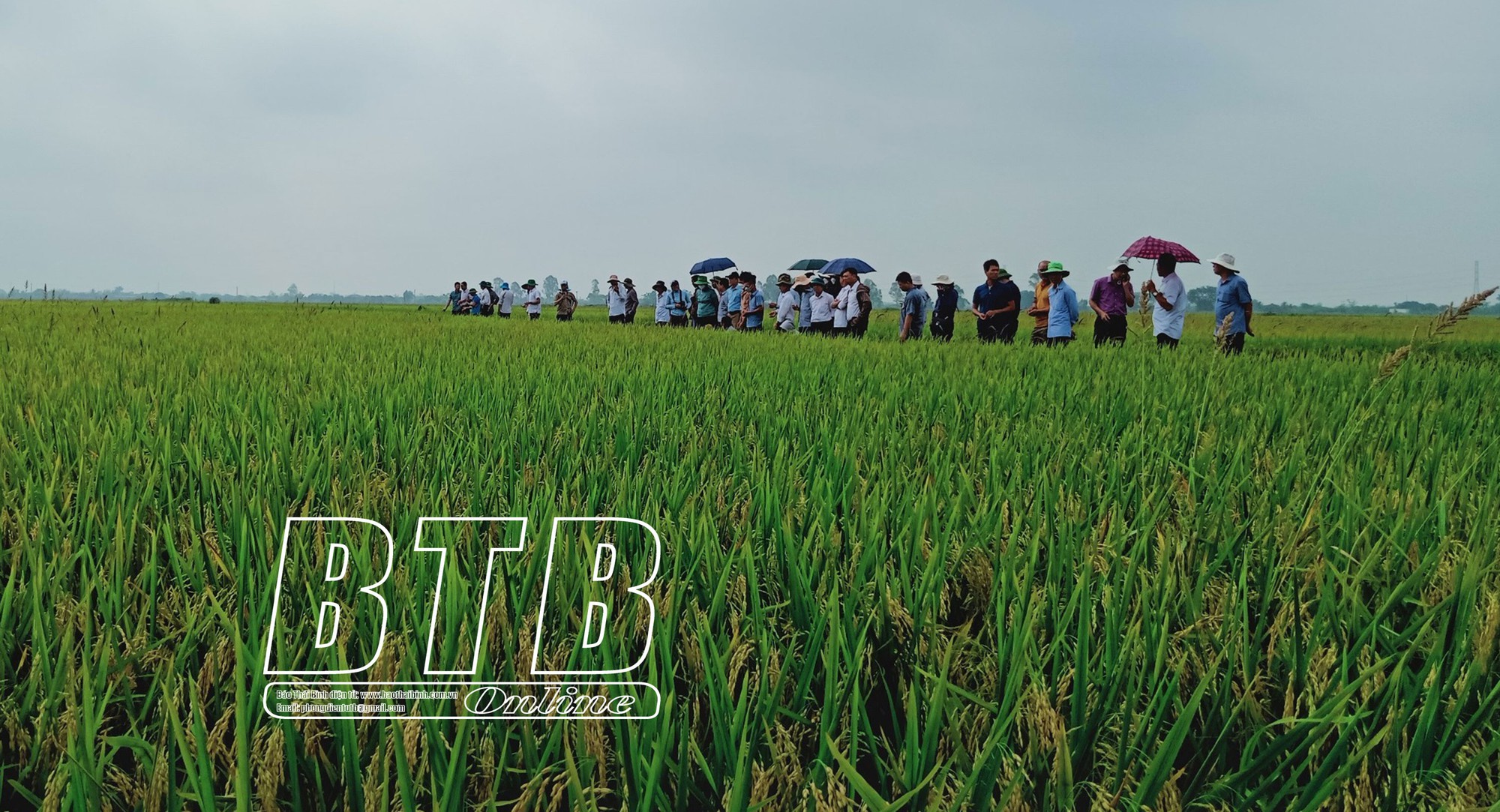 Nông dân Thái Bình rủ nhau làm nông nghiệp hữu cơ, khỏe người, thu nhập khá - Ảnh 2.