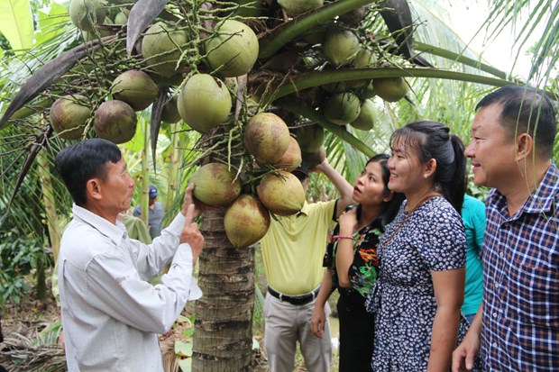 Đây là loại quả ngon ở Trà Vinh nổi tiếng cả nước, chế biến sâu khách nước ngoài rất mê - Ảnh 1.