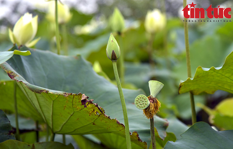 &quot;Tịnh Đế liên&quot;, có duyên mới gặp... - Ảnh 8.