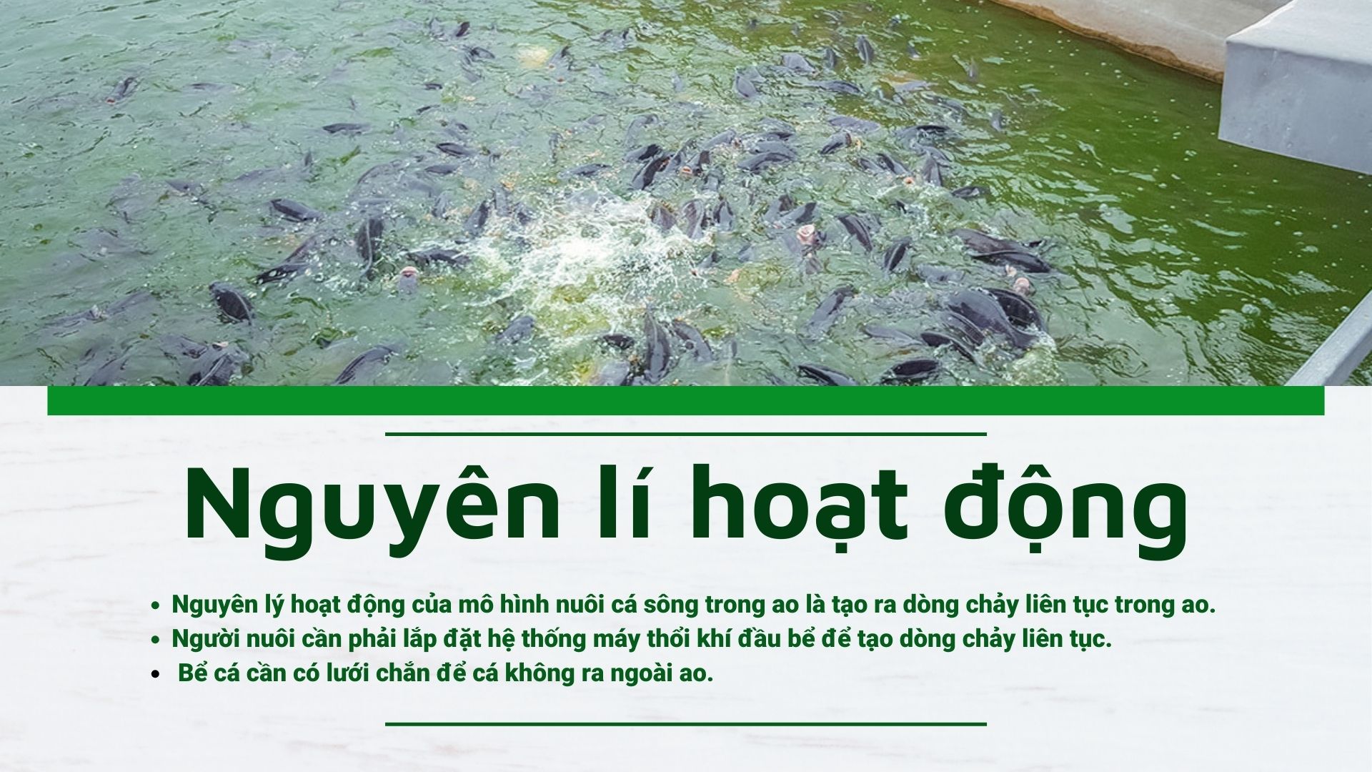 SỔ TAY NHÀ NÔNG Tìm hiểu kỹ thuật nuôi cá sông trong ao đạt hiệu quả cao   Dân Việt