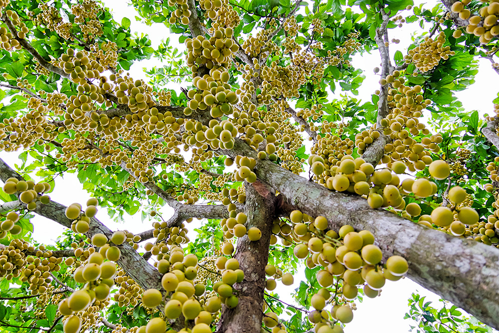 Ngọn núi nổi tiếng ở An Giang đang vào mùa trái gì mà vàng từ gốc lên ngọn, khách kéo về đông vui? - Ảnh 1.