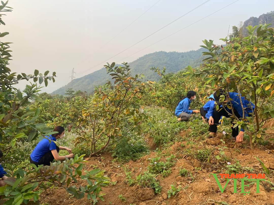 Lai Châu: Thanh niên Hua Nà làm giàu từ trồng ổi, nuôi hươu sao - Ảnh 2.