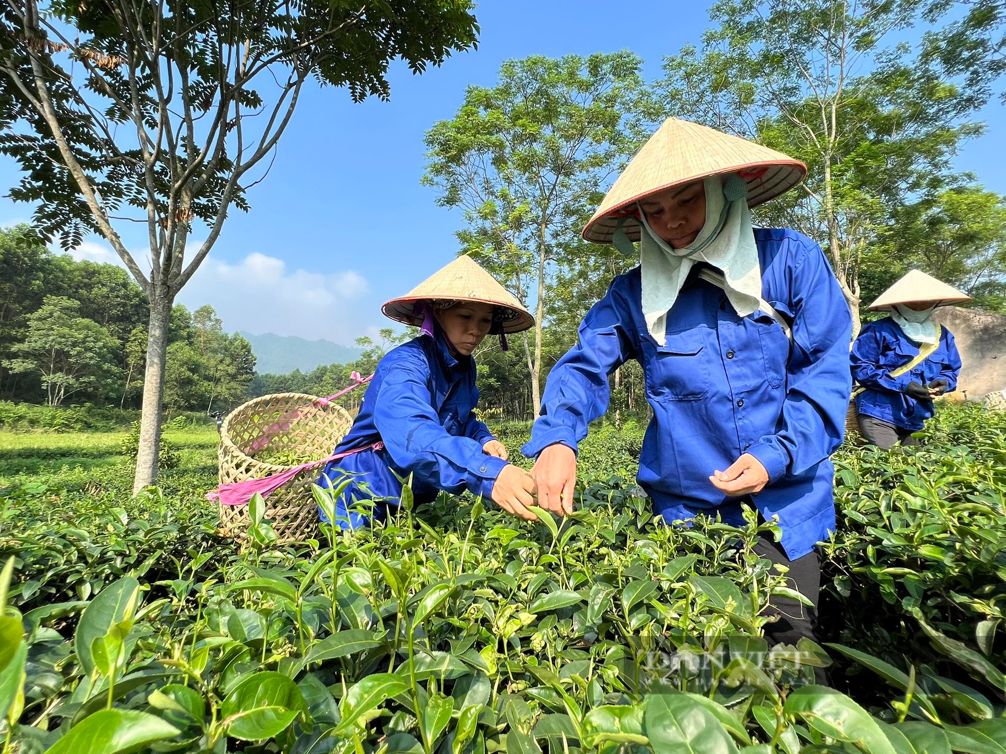 Mục sở thị nơi được Hội Nông dân Việt Nam vinh danh là 1 trong 63 HTX tiêu biểu toàn quốc năm 2023 - Ảnh 2.