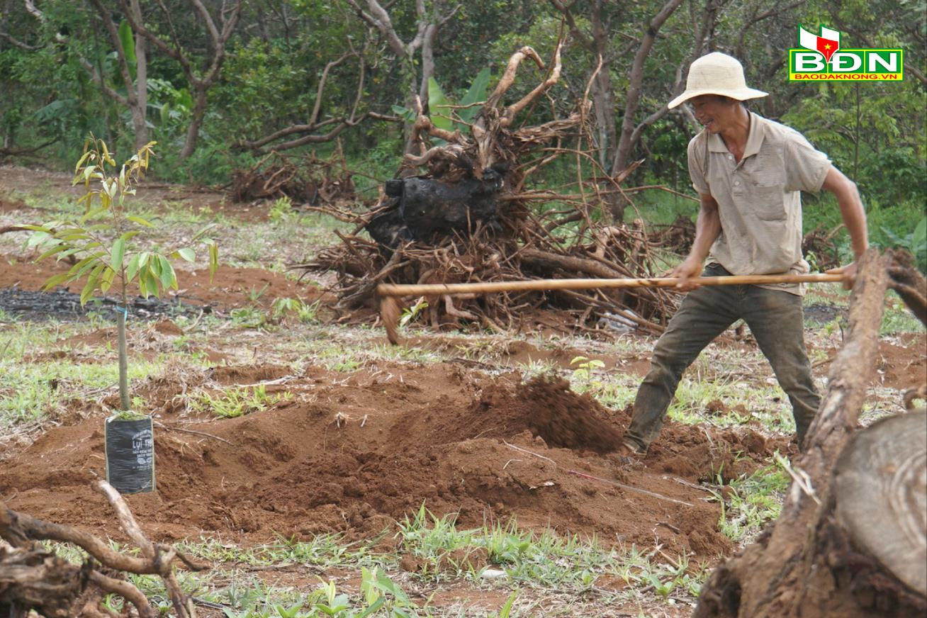 Trồng sầu riêng sau khi chặt, phá cây điều, ngành chức năng Đắk Nông cảnh báo điều này - Ảnh 1.