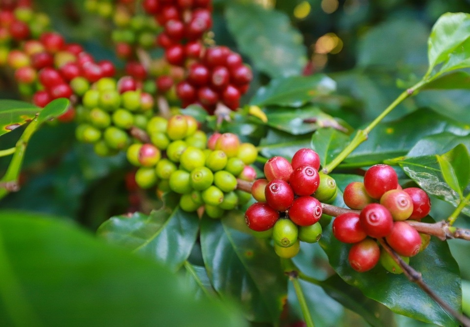 Giá cà phê kết thúc tuần tăng, dự báo &quot;nóng&quot; giá Robusta trong ngắn hạn - Ảnh 3.