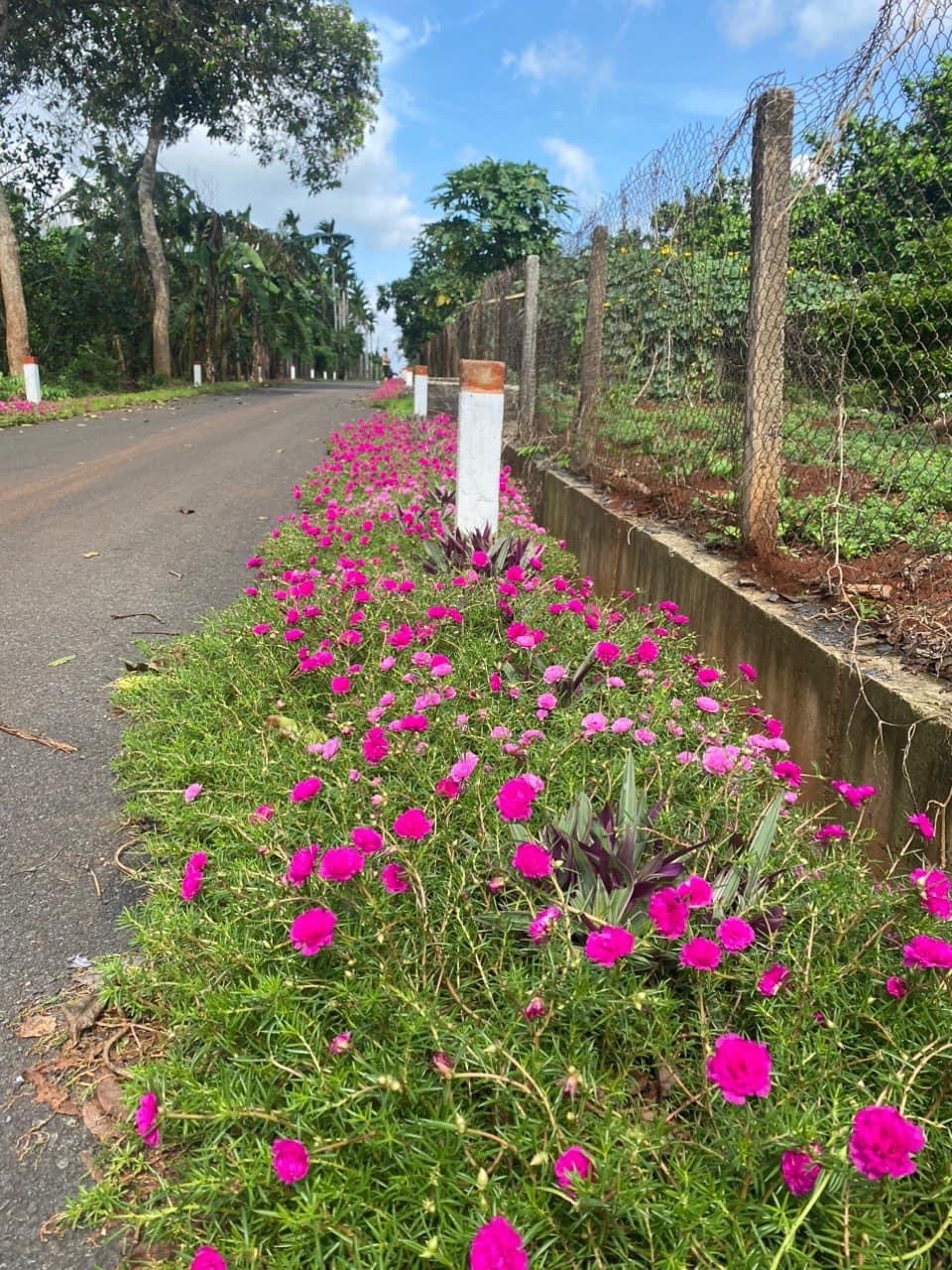 Đường hoa nông thôn mới ở một huyện của Bà Rịa-Vũng Tàu đẹp mê tơi với hoa mười giờ, cây bông trang - Ảnh 9.