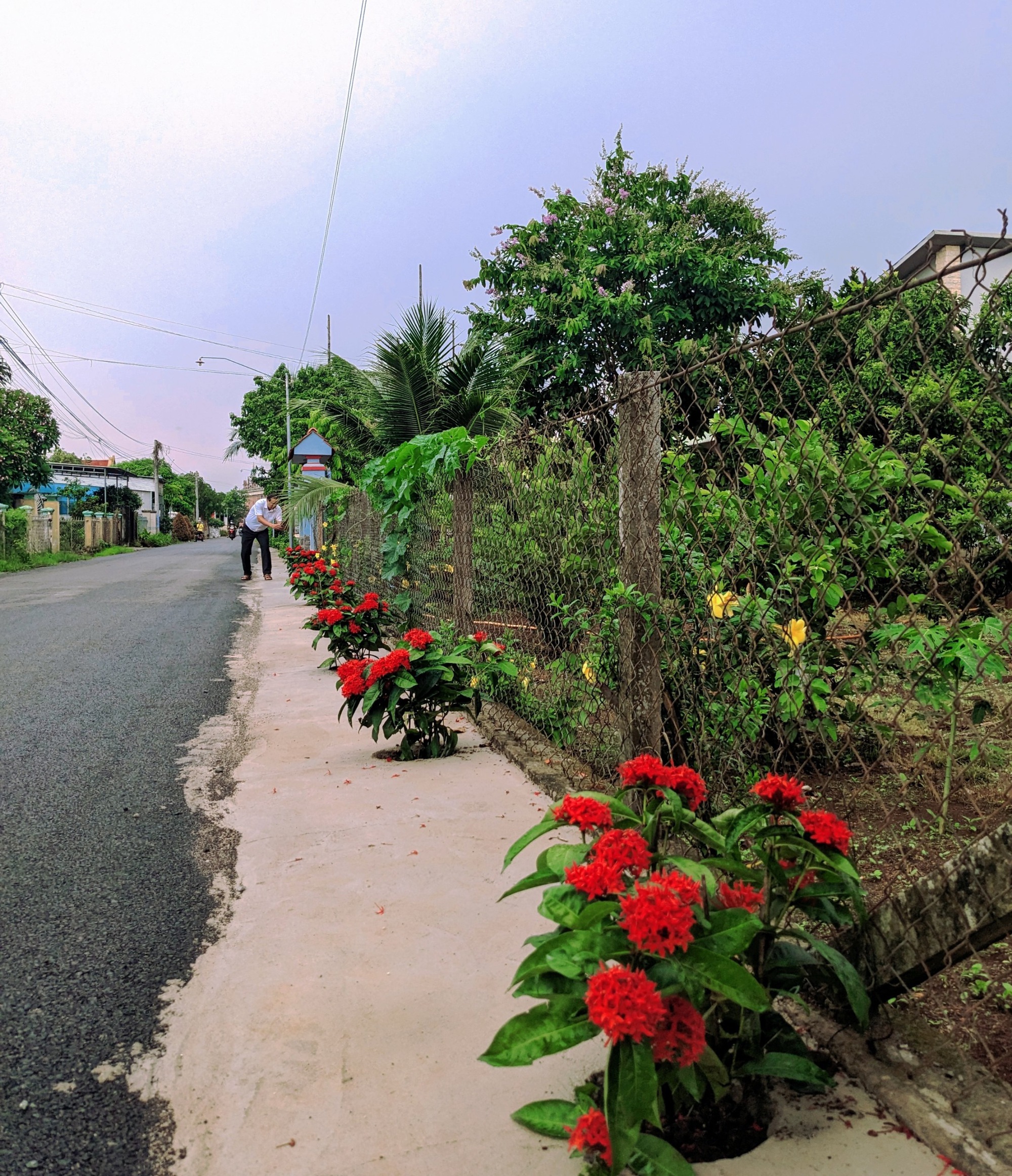 Đường hoa nông thôn mới ở một huyện của Bà Rịa-Vũng Tàu đẹp mê tơi với hoa mười giờ, cây bông trang - Ảnh 7.