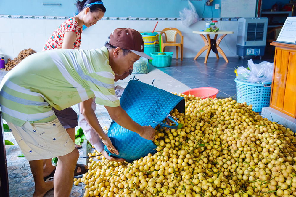 Ngọn núi nổi tiếng ở An Giang đang vào mùa trái gì mà vàng từ gốc lên ngọn, khách kéo về đông vui? - Ảnh 4.