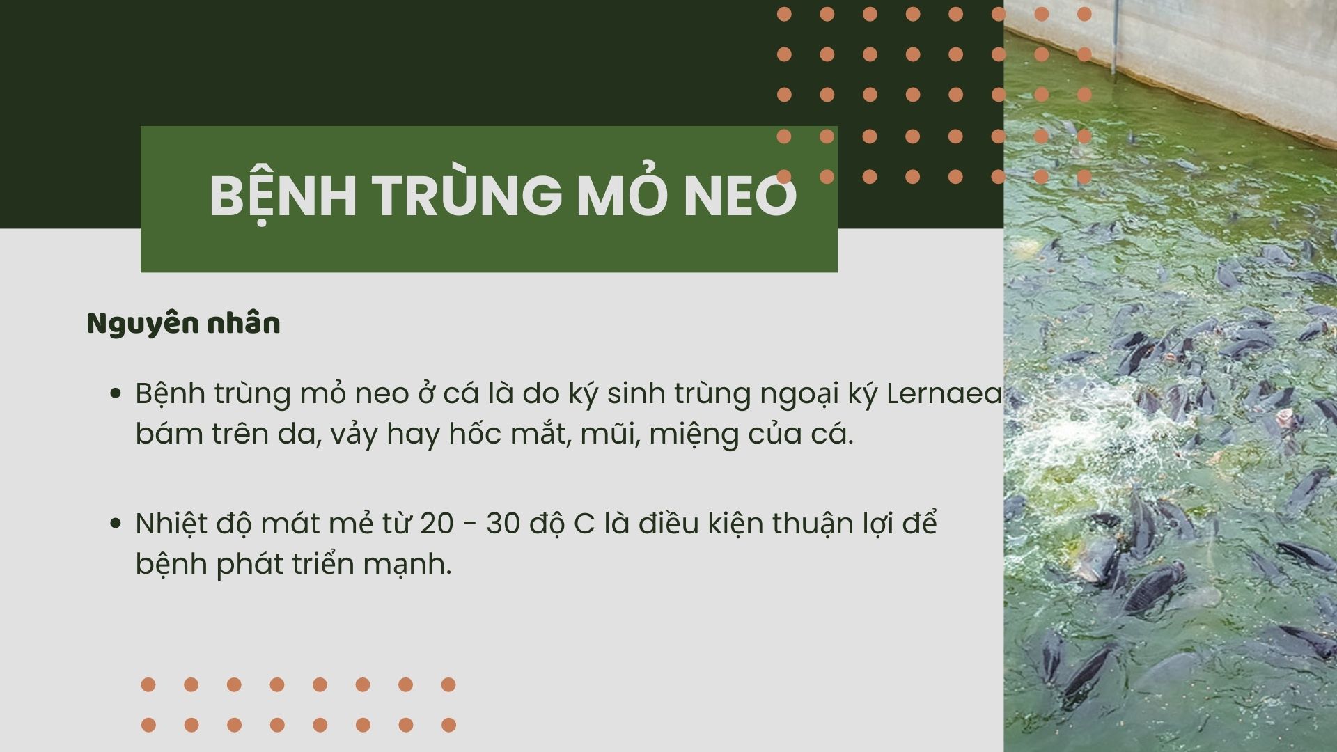 SỔ TAY NHÀ NÔNG: Một số loại bệnh thường gặp khi nuôi cá bằng công nghệ&quot;sông trong ao&quot; - Ảnh 1.