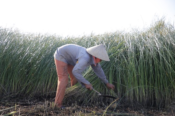 Một nghề ở Thanh Hóa, trời càng nắng càng phải lao ra đồng - Ảnh 3.