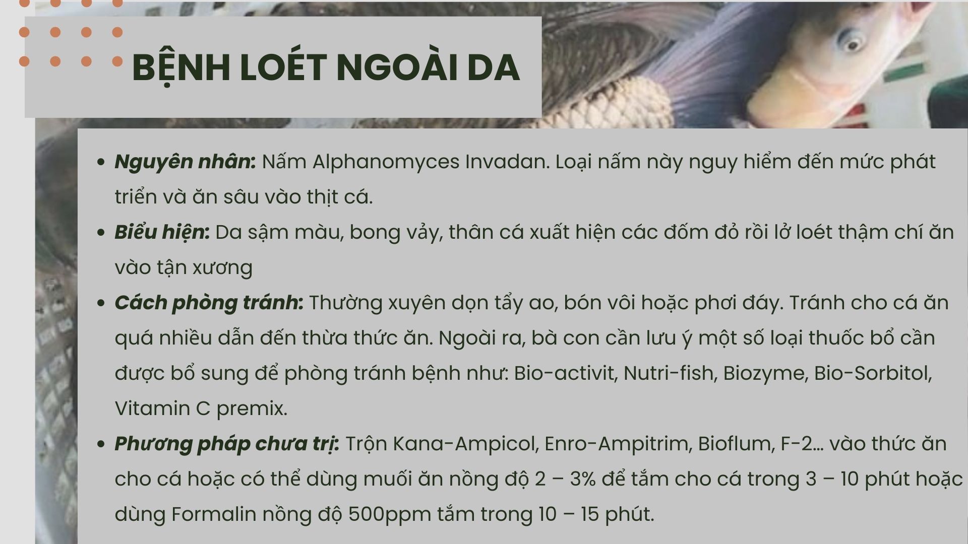 SỔ TAY NHÀ NÔNG: Một số loại bệnh thường gặp khi nuôi cá bằng công nghệ&quot;sông trong ao&quot; - Ảnh 4.