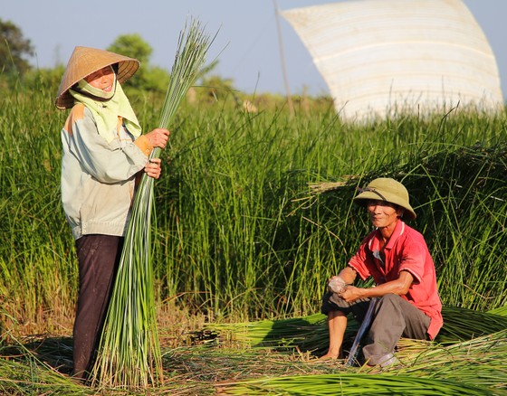 Một nghề ở Thanh Hóa, trời càng nắng càng phải lao ra đồng - Ảnh 12.