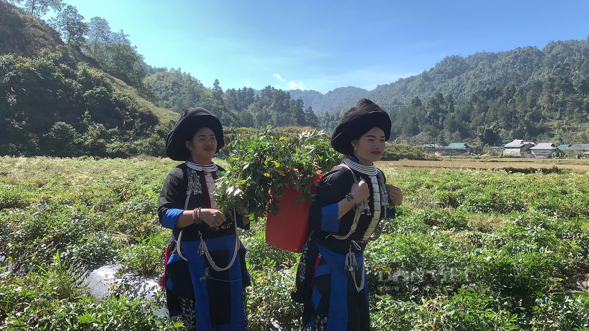 Lai Châu: Đôi vợ chồng ở Sìn Hồ liên kết trồng dược liệu, giúp người dân thoát nghèo - Ảnh 2.