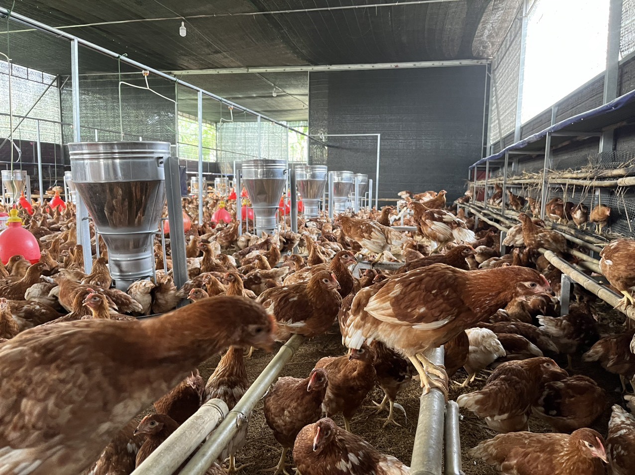 HSI hoan nghênh Green Connect tham gia chương trình sản xuất trứng gà nhân đạo - Ảnh 1.