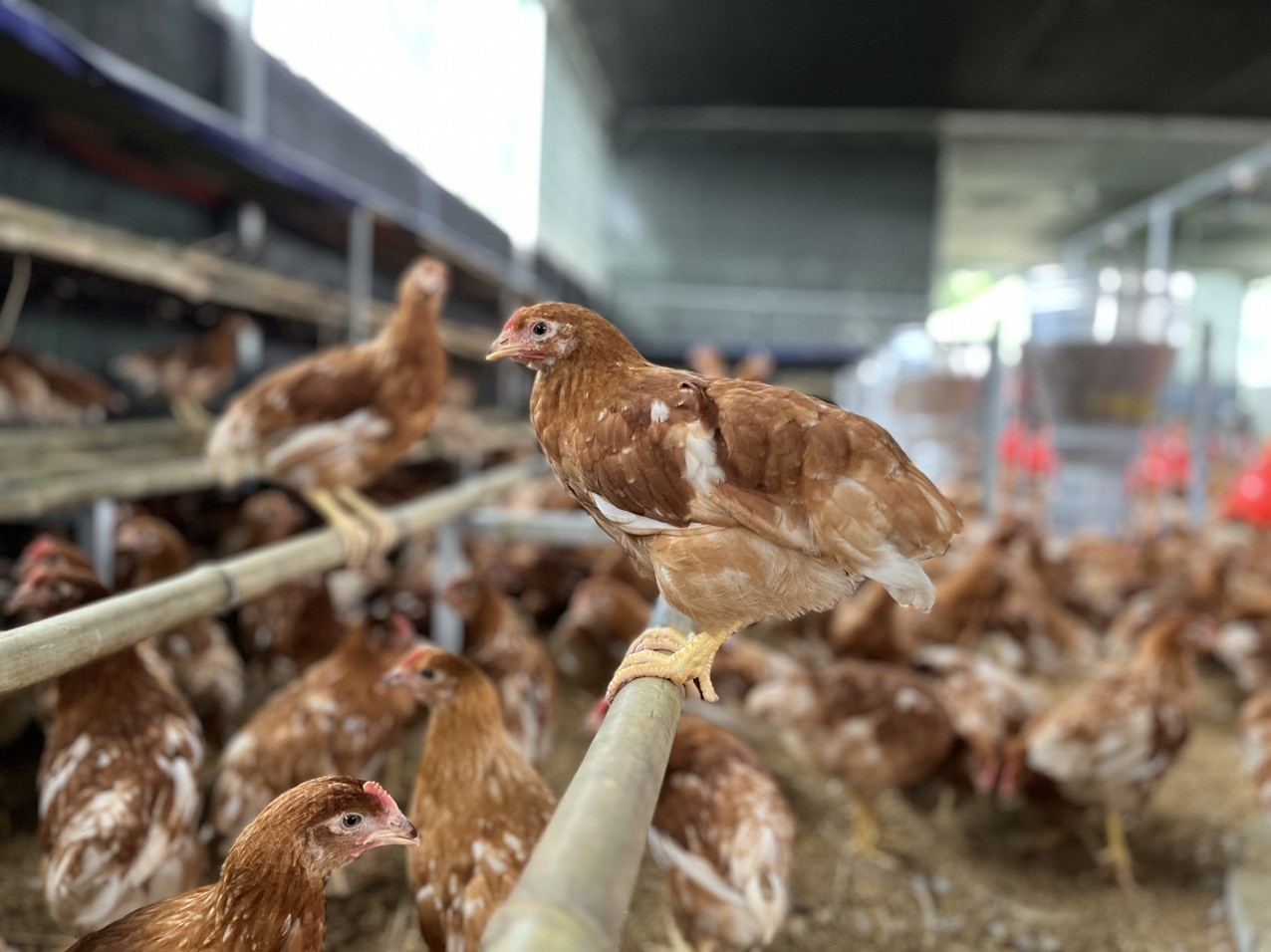 HSI hoan nghênh Green Connect tham gia chương trình sản xuất trứng gà nhân đạo - Ảnh 2.