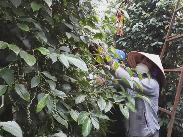 &quot;Cây vàng đen&quot; rời xa thời vang bóng, ở Bình Phước nhiều nhà chán, có nhà đang phá bỏ - Ảnh 1.