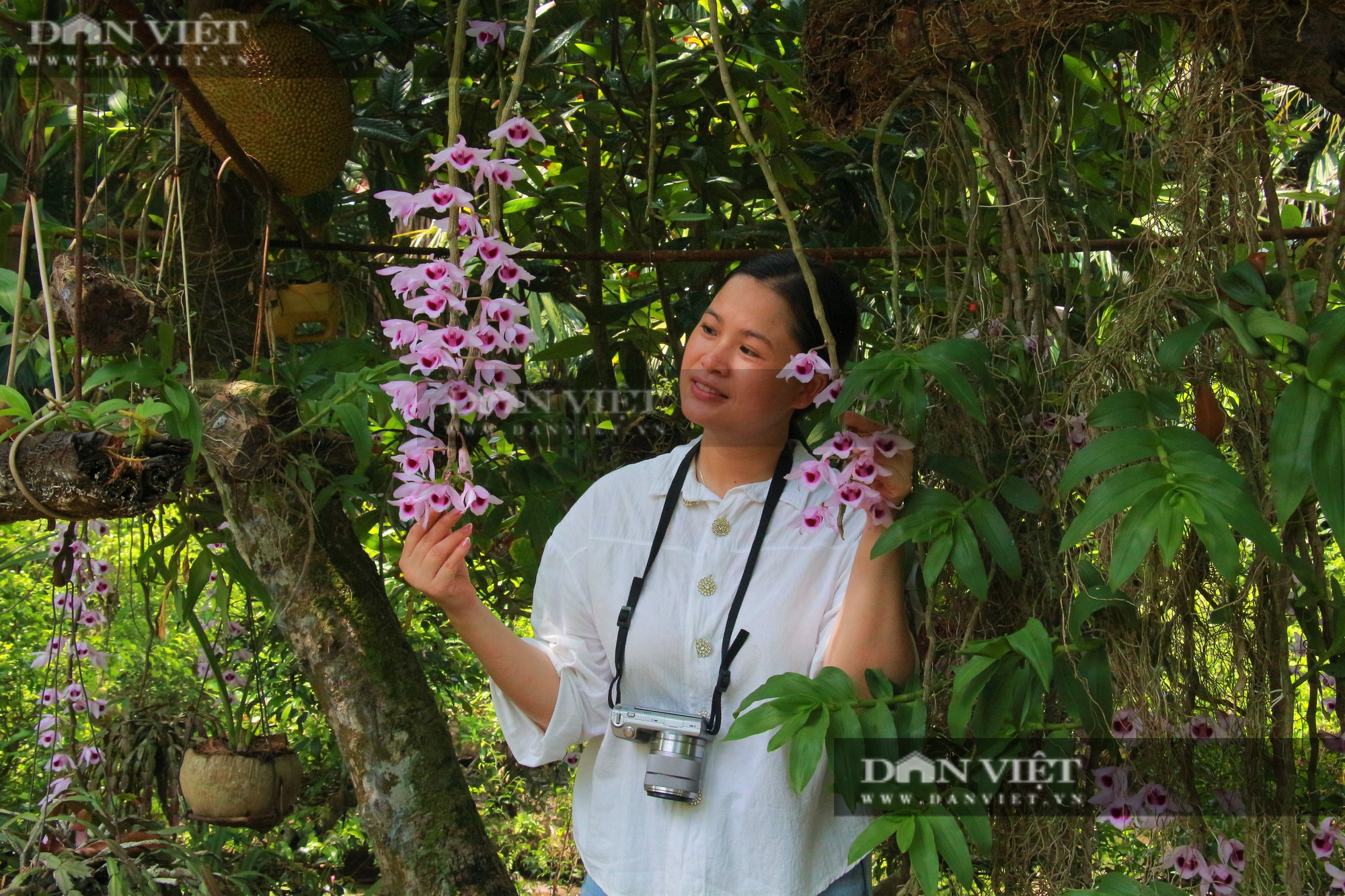 Nam Định: Du khách ngỡ ngàng khi nhìn thấy cây nhãn cổ &quot;nở&quot; kín hoa lan - Ảnh 10.
