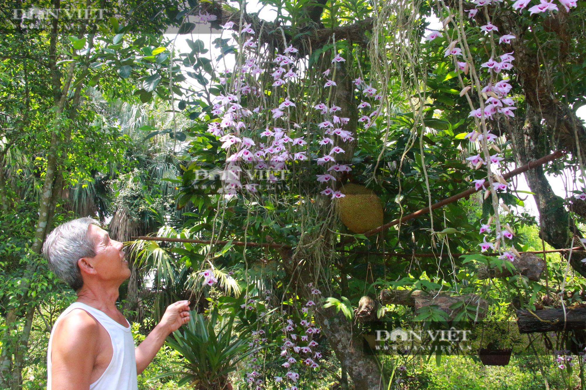 Nam Định: Du khách ngỡ ngàng khi nhìn thấy cây nhãn cổ &quot;nở&quot; kín hoa lan - Ảnh 1.