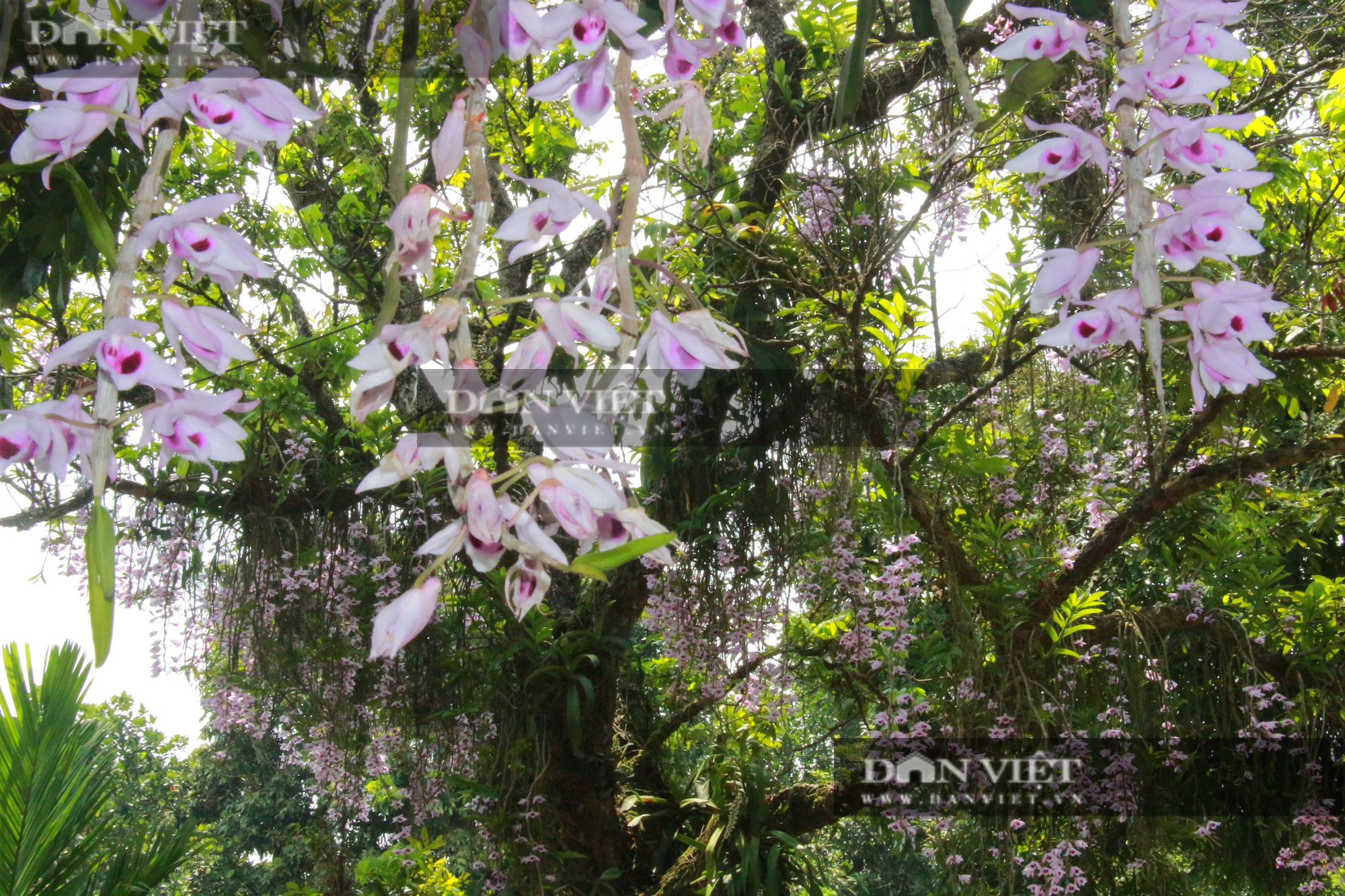 Nam Định: Du khách ngỡ ngàng khi nhìn thấy cây nhãn cổ &quot;nở&quot; kín hoa lan - Ảnh 5.