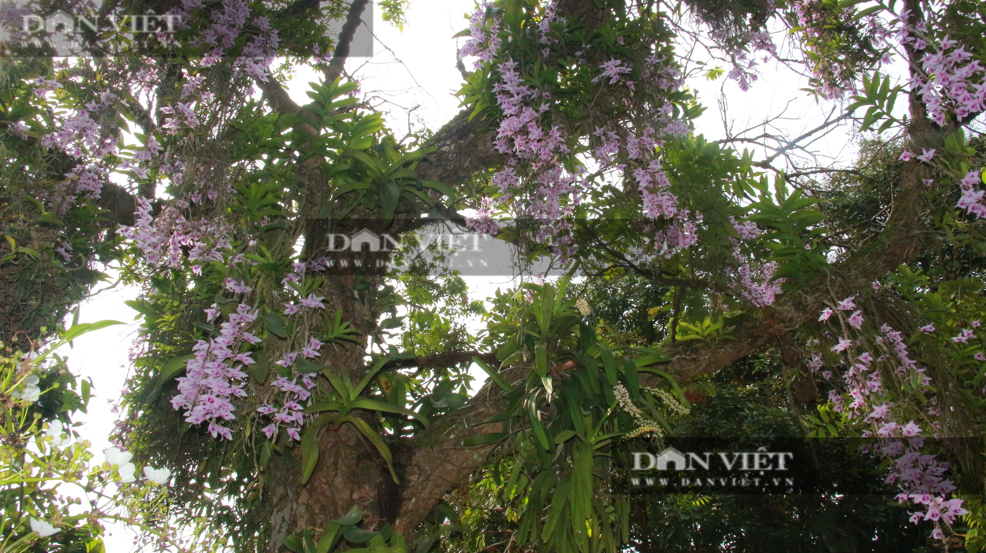 Nam Định: Du khách ngỡ ngàng khi nhìn thấy cây nhãn cổ &quot;nở&quot; kín hoa lan - Ảnh 11.