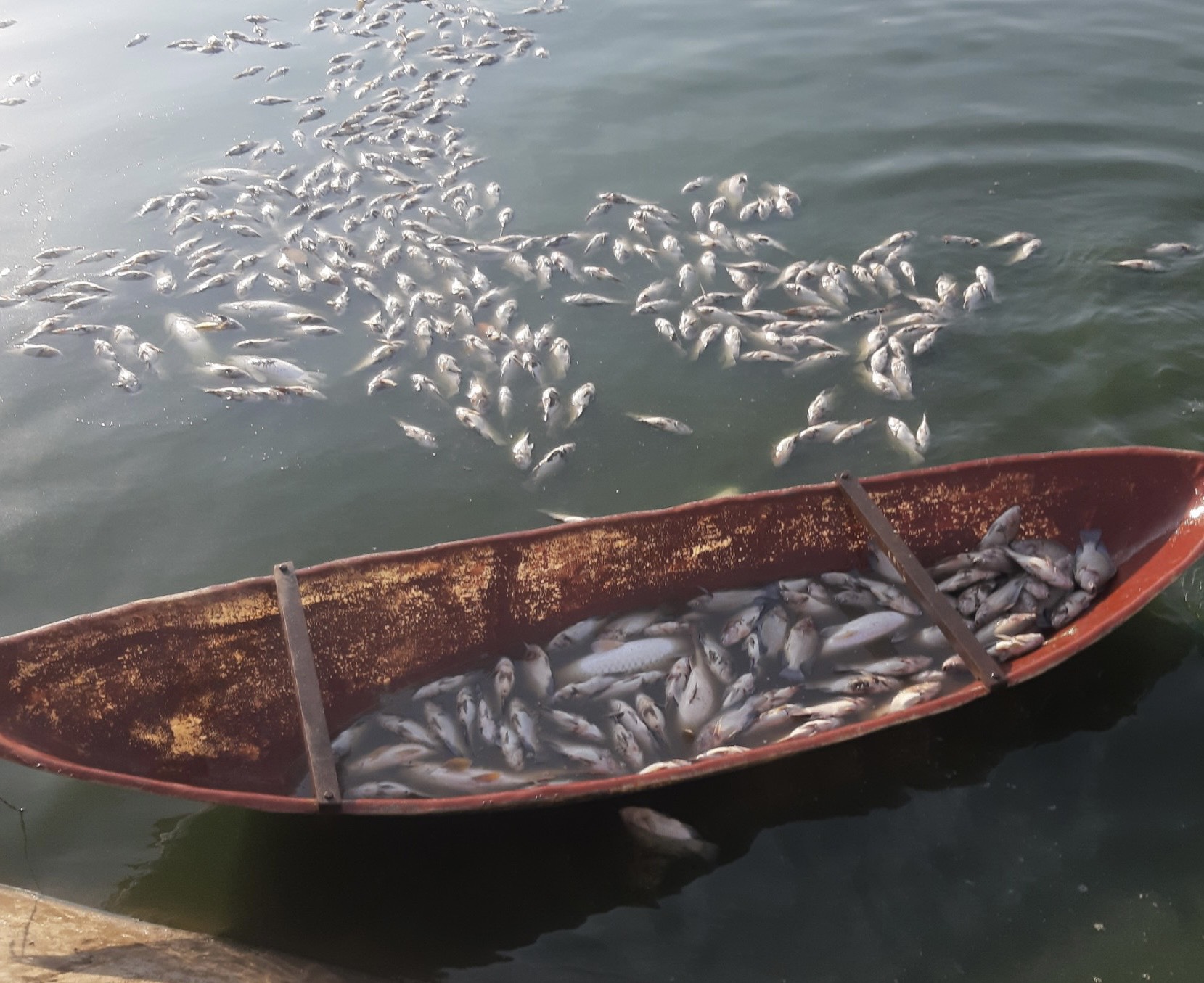 Cá chết do nắng nóng, nhiều hộ trong một HTX Thủy sản ở Hải Dương thiệt hại, chỉ biết kêu trời - Ảnh 2.