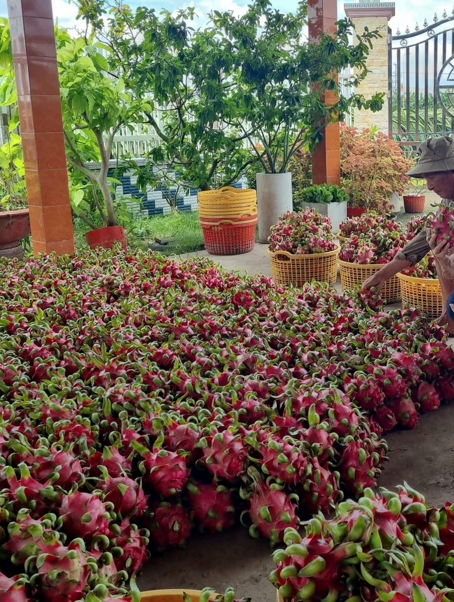 Long An: Thị trường thanh long tăng giá, nhà vườn mừng vui trở lại - Ảnh 2.