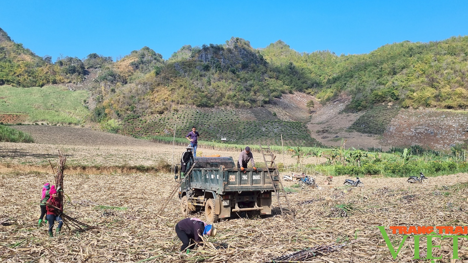 Nông dân Sơn La thu nhập cao nhờ liên kết với doanh nghiệp - Ảnh 4.