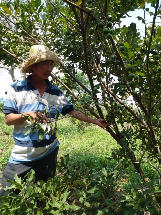 Trồng cây mắc ca, trồng cây vải thiều trên đất Phú Yên, ai ngờ cây nào cũng &quot;thi đua&quot; ra trái - Ảnh 2.