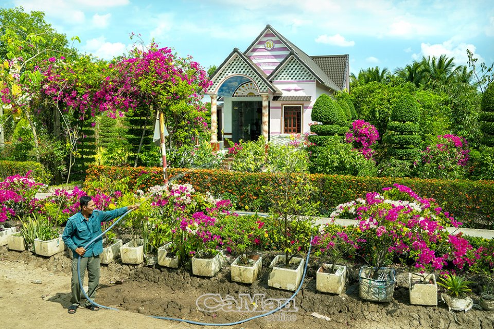 Vùng đất này ở Cà Mau, hàng rào, cổng nhà ngập trong sắc hoa bông trang, cây hoa giấy, đẹp như phim - Ảnh 2.