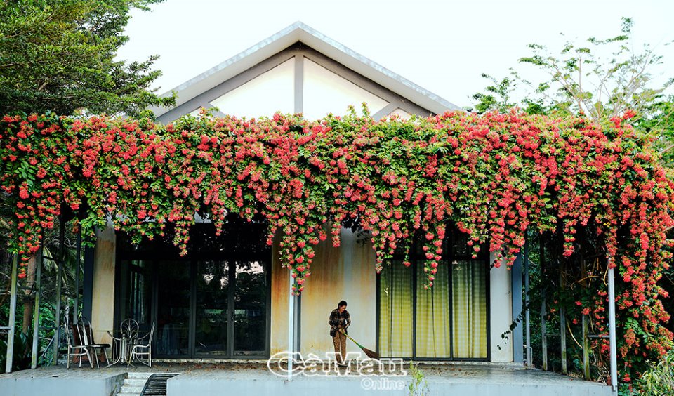 Vùng đất này ở Cà Mau, hàng rào, cổng nhà ngập trong sắc hoa bông trang, cây hoa giấy, đẹp như phim - Ảnh 4.