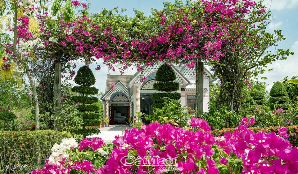 Vùng đất này ở Cà Mau, hàng rào, cổng nhà ngập trong sắc hoa bông trang, cây hoa giấy, đẹp như phim - Ảnh 3.