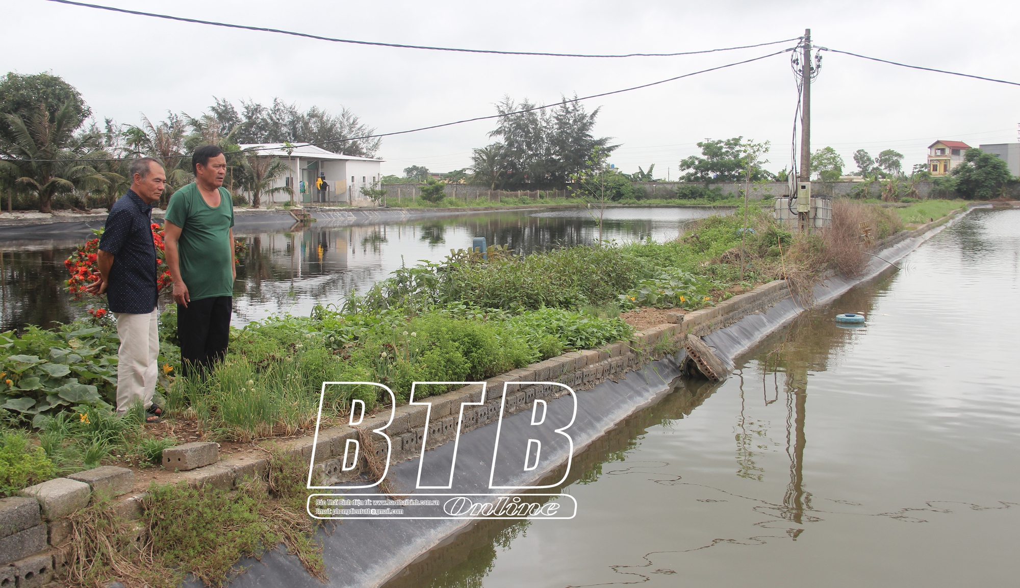 Ở Thái Bình, nông dân nuôi cá mè nhiều bán đi đâu, để làm gì, sao đây lại là mô hình nông nghiệp tuần hoàn? - Ảnh 2.