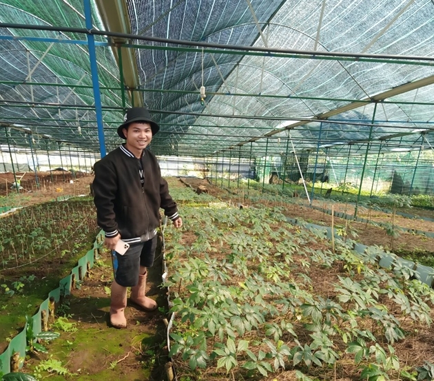 Người trồng thành công ở Lâm Đồng một loại sâm quý của Việt Nam có tới 56 hoạt chất saponin  - Ảnh 1.