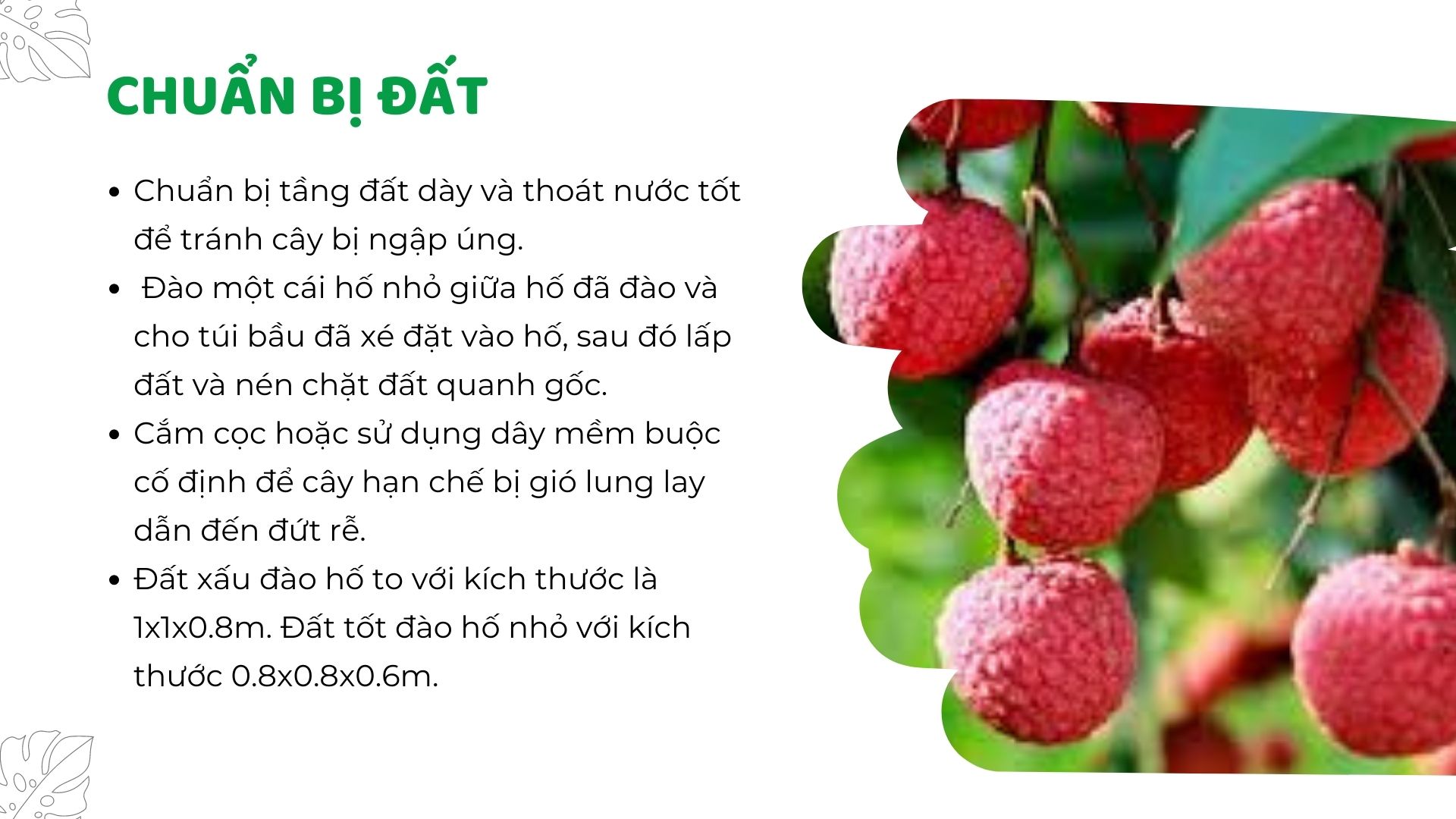 SỔ TAY NHÀ NÔNG: Kỹ thuật trồng vải thiều cơ bản cho người mới bắt đầu - Ảnh 2.