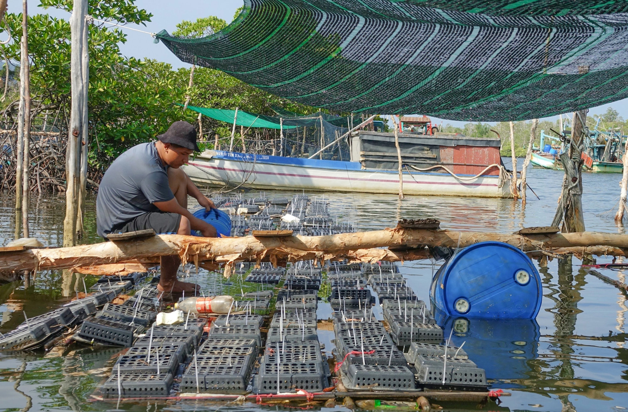 Anh nông dân Phú Quốc nuôi cua biển kiểu mới lạ, cả tuần cho ăn 2 lần, nhấc lên con nào to bán đắt tiền - Ảnh 1.