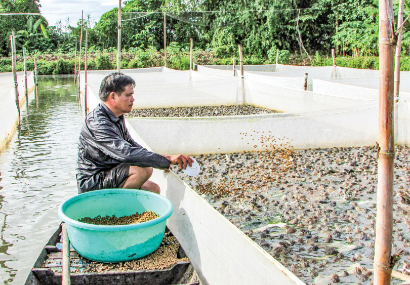 Cần Thơ: Nông dân cho ếch đồng sinh sản thành công, nuôi nhung nhúc trong vèo ai nhìn cũng thích