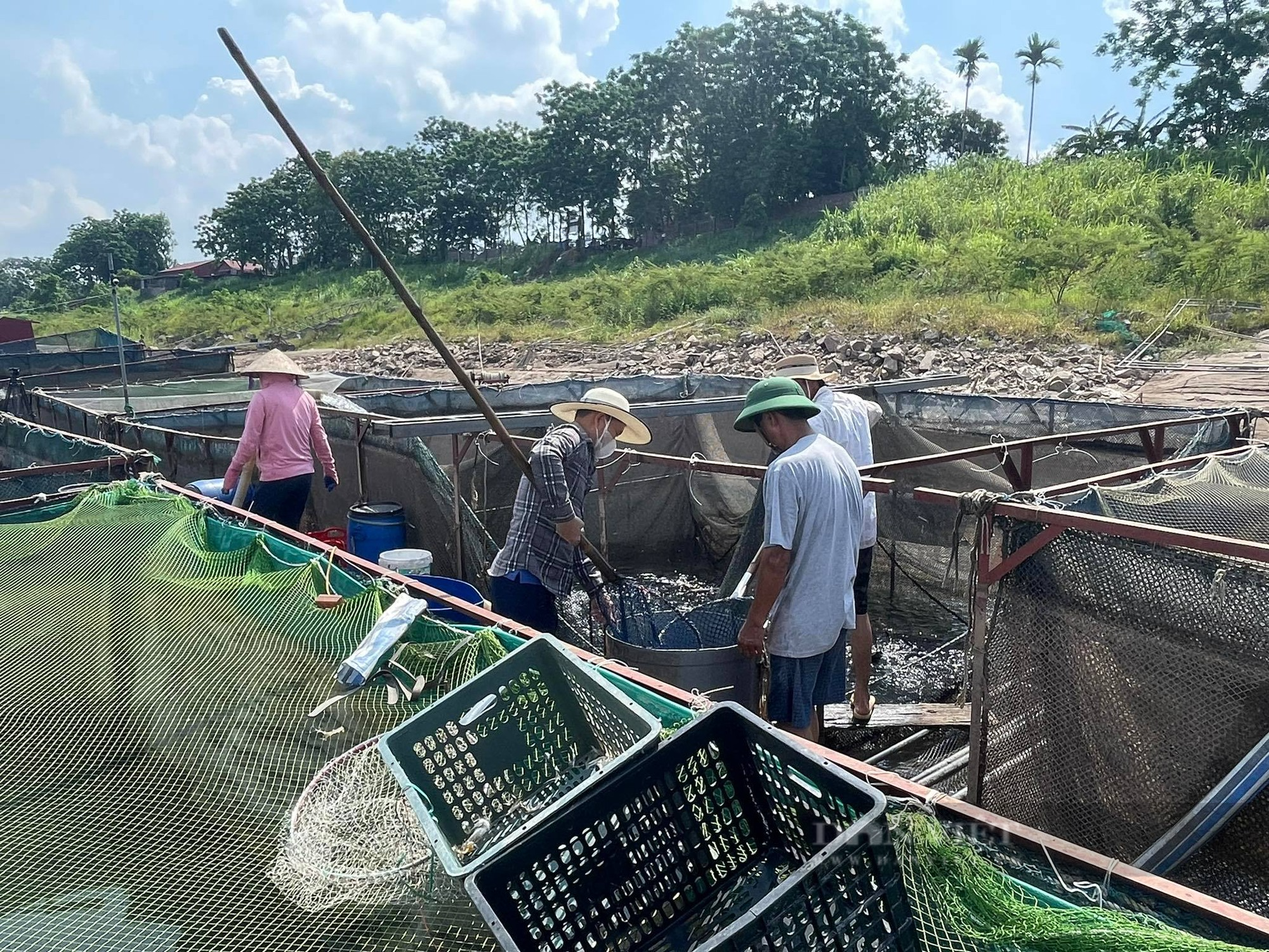 Sông Đà cạn kỷ lục, nông dân căng mình &quot;chạy cạn&quot;, dịch chuyển lồng nuôi, bơm nước để cứu cá - Ảnh 6.