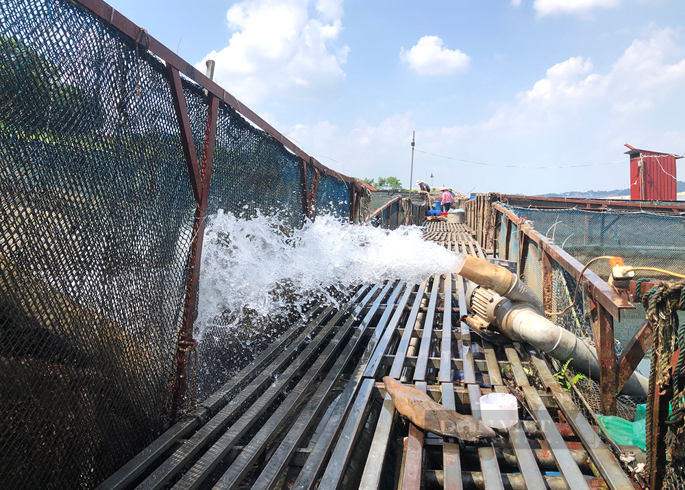 Sông Đà cạn kỷ lục, nông dân căng mình &quot;chạy cạn&quot;, dịch chuyển lồng nuôi, bơm nước để cứu cá - Ảnh 8.