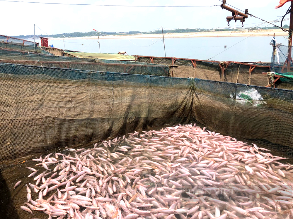 Sông Đà cạn kỷ lục, nông dân căng mình &quot;chạy cạn&quot;, dịch chuyển lồng nuôi, bơm nước để cứu cá - Ảnh 9.