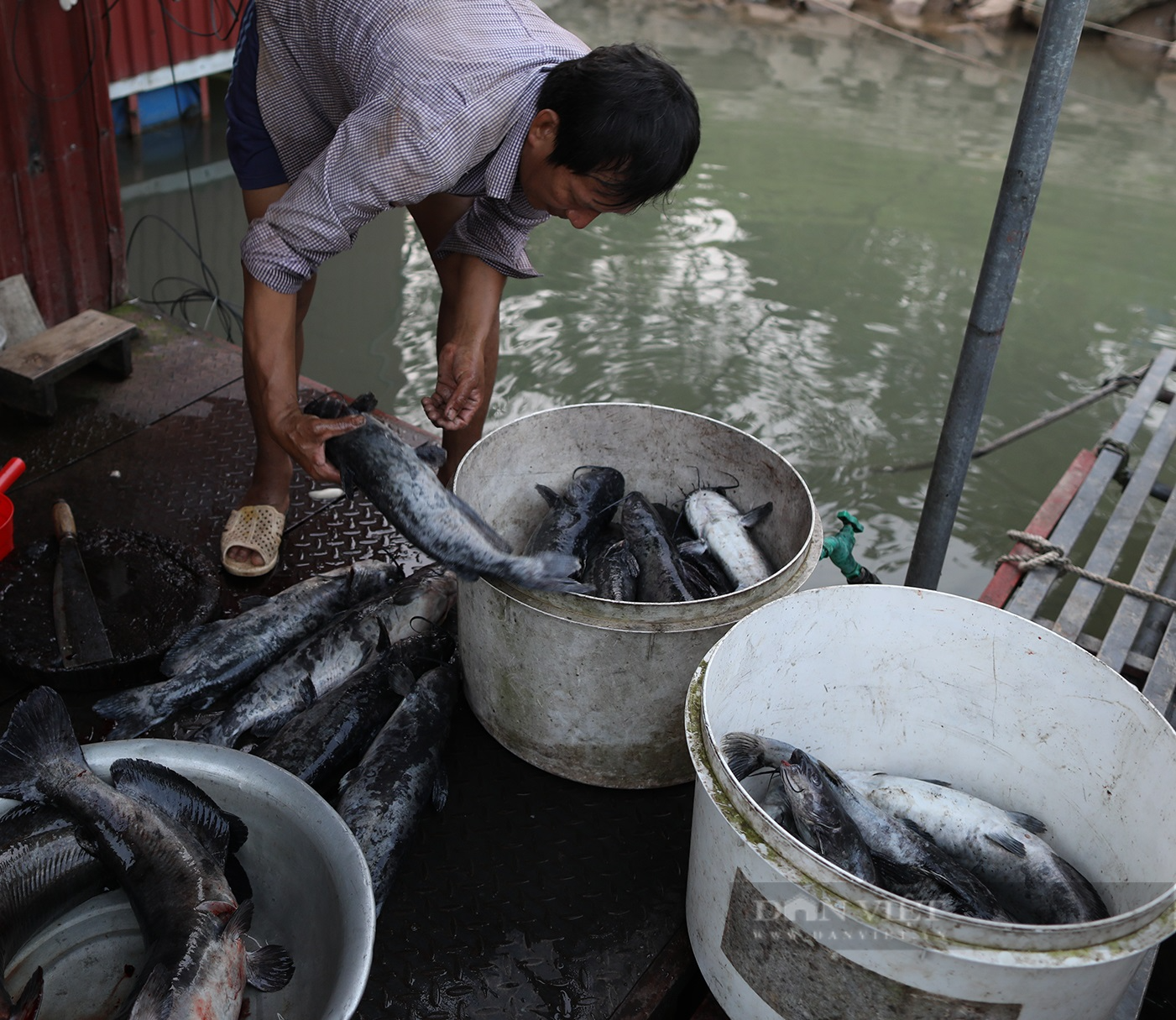Sông Đà cạn kỷ lục, nông dân căng mình &quot;chạy cạn&quot;, dịch chuyển lồng nuôi, bơm nước để cứu cá - Ảnh 11.