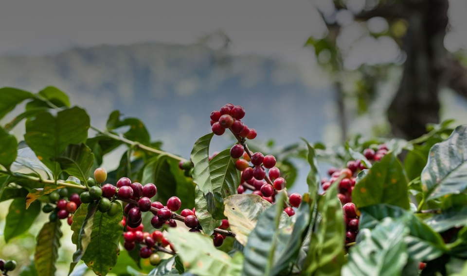 Robusta tăng vọt, giá cà phê trong nước tiến sát mốc 63.000 đồng/kg - Ảnh 3.