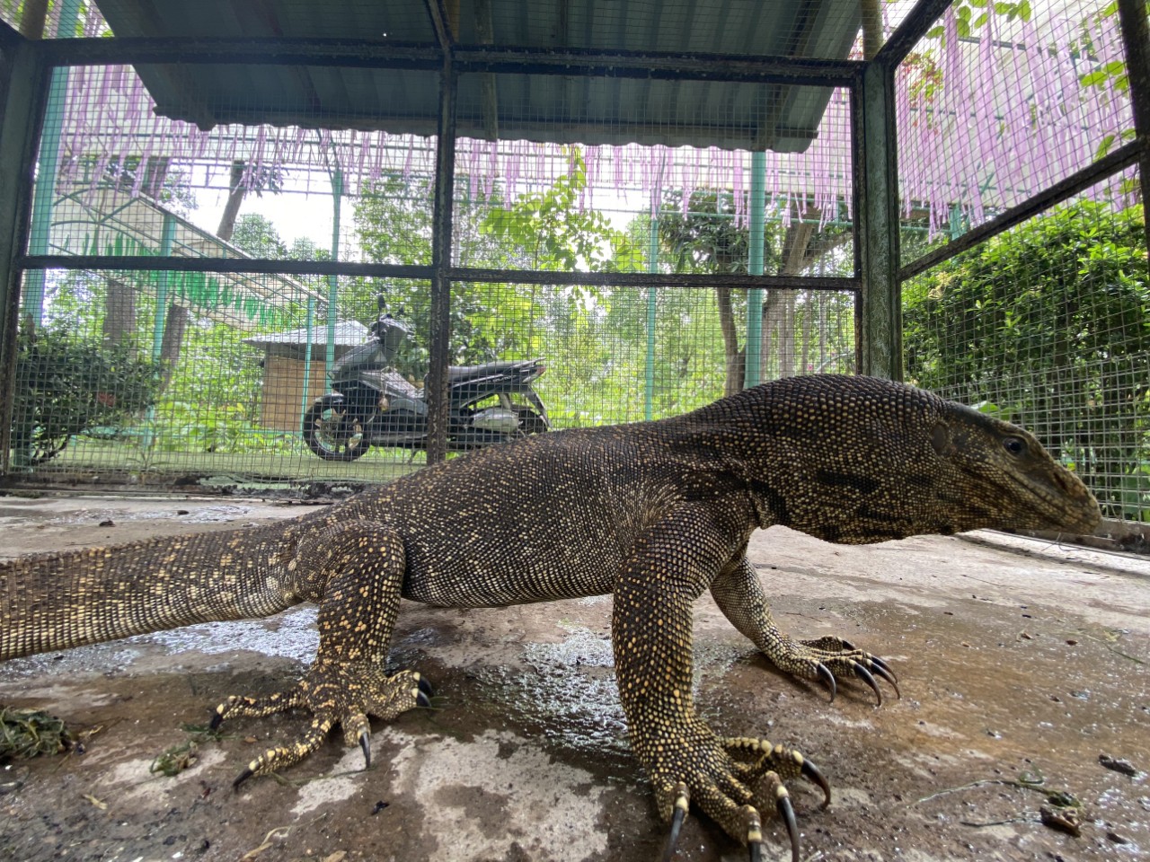 Kỳ đà quý hiếm lạc vào khu du lịch ở Khánh Hòa - Ảnh 4.