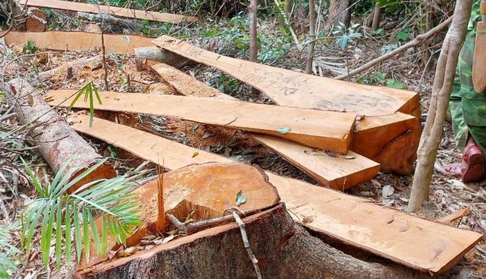52 cây gỗ trong rừng phòng hộ ở Gia Lai bị đốn hạ - Ảnh 1.