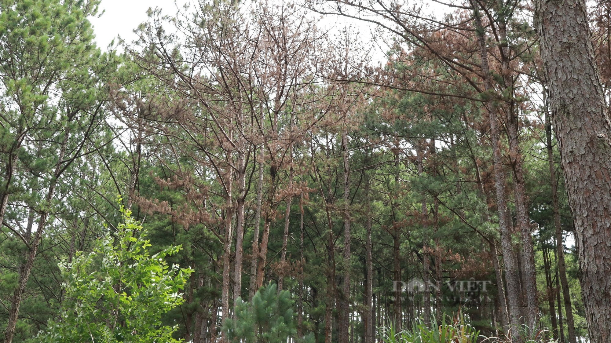 Tại 1 tiểu khu, 54 cây thông bị &quot;ken gốc&quot; chưa kịp khô nhựa, nhiều cây khác tiếp tục bị đầu độc - Ảnh 3.